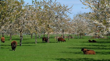 het-woonhart-bemmel-makelaar-a-cherry-orchard-with-sheep-bemmel